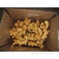 Sell  chinese fresh ginger